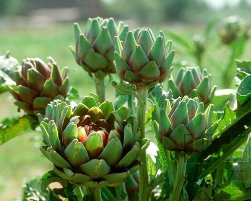 The Angiosperm Plant Body - Structure & Development - The Shoot - Primary Structure & Development