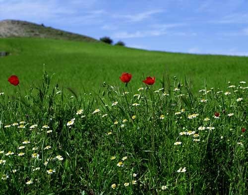Diversity - Evolution Of The Flowering Plants