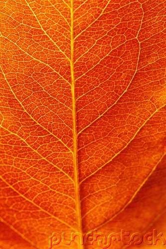 Diversity - The Vascular Plants - An Introduction