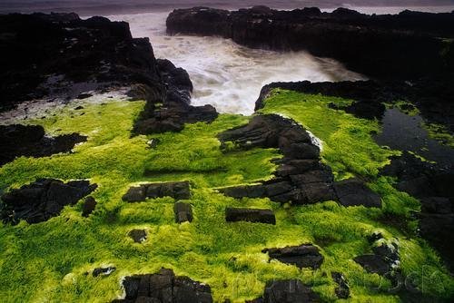 Diversity - Autotrophic Protista - The Algae