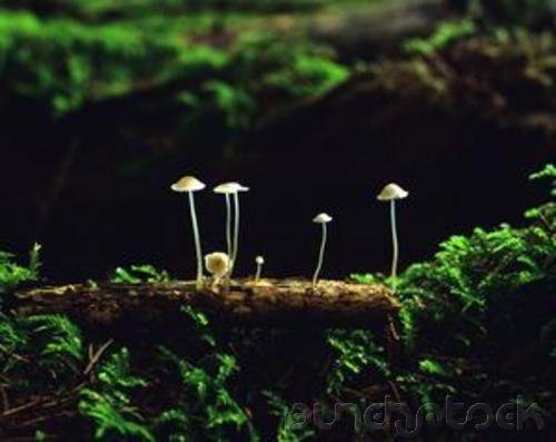 Diversity - The Fungi