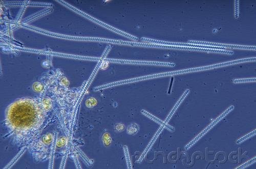 Diversity - The Prokaryotes