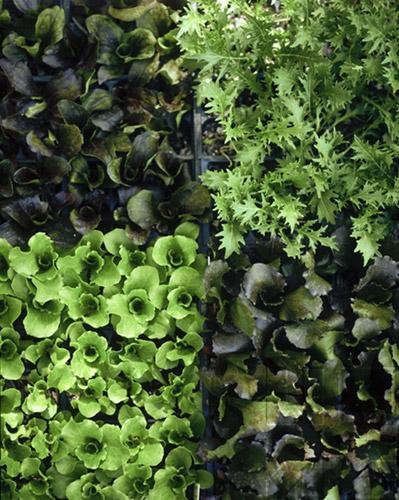 Genetics & Evolution - The Evolution Of Plant Diversity