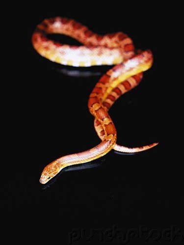 Snakes - Evaluation Of Mystery In Nature - Diversity - Part II