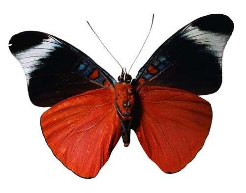 Insects - Noninsects Hexapods - Part III