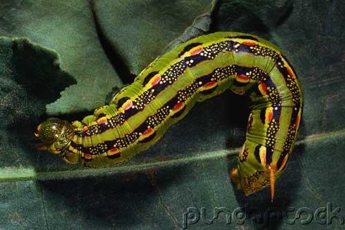 Insects - Insects - Part II
