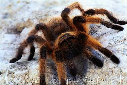 Insects - Spiders & Other Terrestrial Arthropids