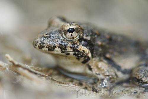 Amphibians