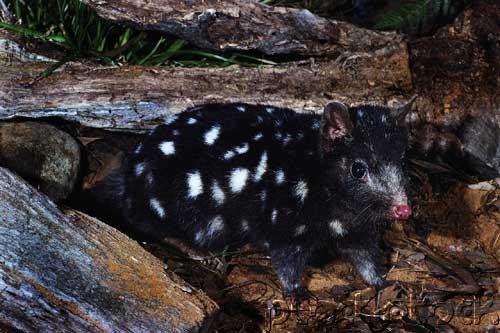 Small Herbivores - Part II