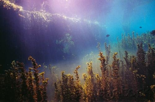 The Prehistoric Past - Life's Early Age (205-545 Million Years Ago)
