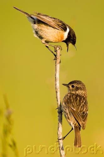 Bird Behavior - Communication