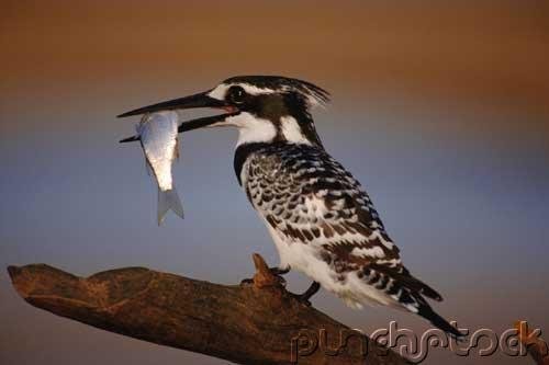 Bird Behavior - Diet & Way of Life
