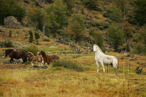 Animal Movement