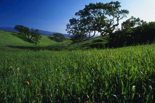 The Living Environment