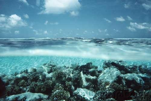 Ocean Life - The Web Of Life