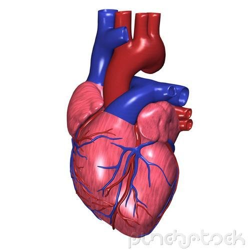 Assessment & Management Of Clinical Problems - Coronary Artery Disease