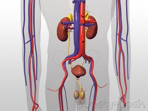 Assessment & Management Of Clinical Problems - Endocrine Problems