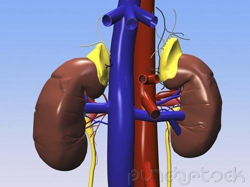 Assessment & Management Of Clinical Problems - Renal & Urologic Problems