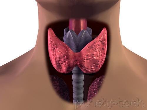 Assessment & Management Of Clinical Problems - The Endocrine System
