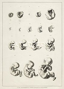 Conception & Fetal Development II