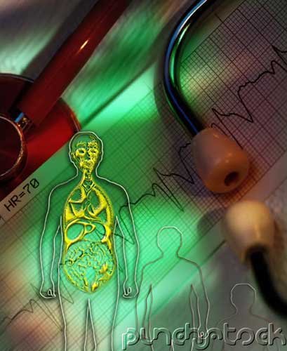Reproductive Anatomy & Physiology II