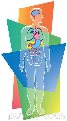 The Child With Alterations In Cardiovascular Function