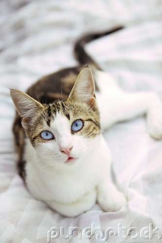 Caring For Your Cat