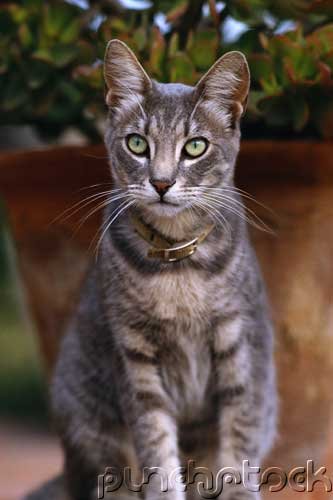 Introduction To Shorthairs
