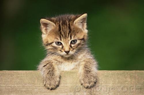 Domestic Cat Breeds - Introduction To Longhairs