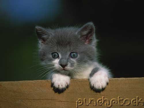 Feline Design
