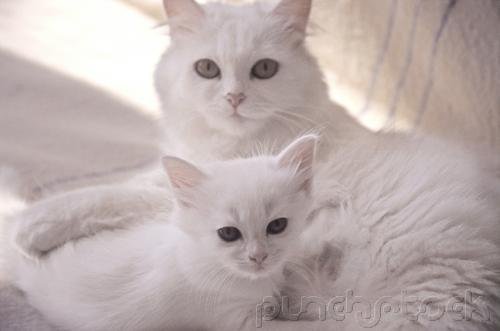 The Cat Family