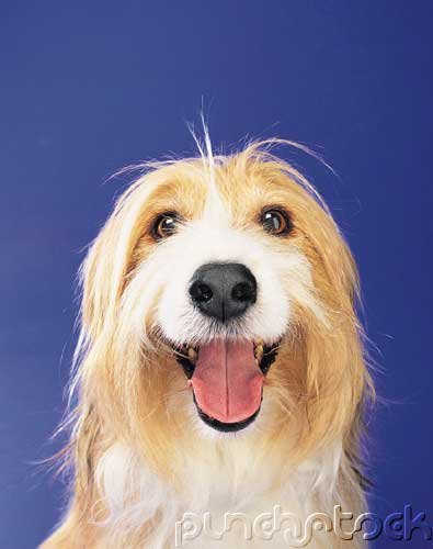 The Breeds - Histories & Official Standards - The Groups - Group VII - Herding Breeds