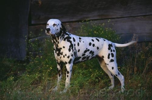 The Breeds - Histories & Officail Standards - The Groups - Group VI - Non-Sporting Breeds