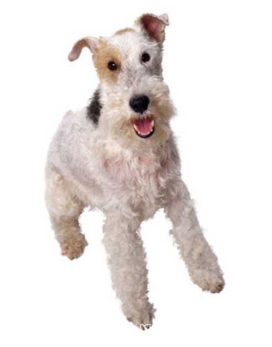 The Breeds - Histories & Official Standards - The Groups - Group IV - Terrier Breeds