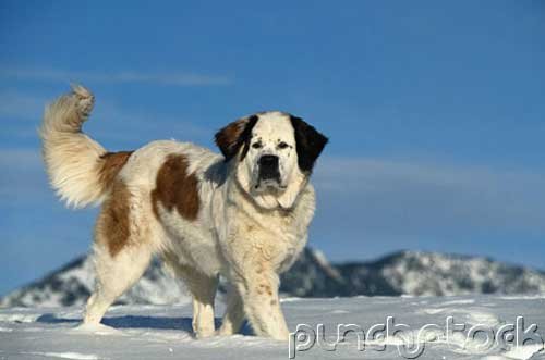 The Breeds - Histories & Official Standards - The Groups - Group III - Working Breeds