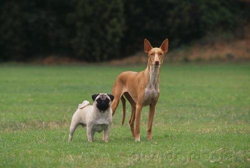 The Breeds - Histories & Official Standards - The Groups - Group II - Hound Breeds