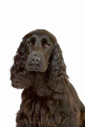 The Breeds - Histories & Official Standards - The Groups - Group I - Sporting Breeds