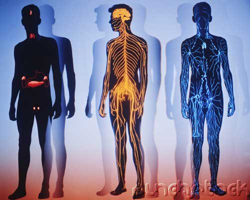 AIDS - Science & Society - The Immune System