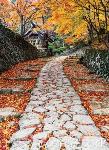 East Asian History - Prehistory - Beginnings In China & The Shang Dynasty