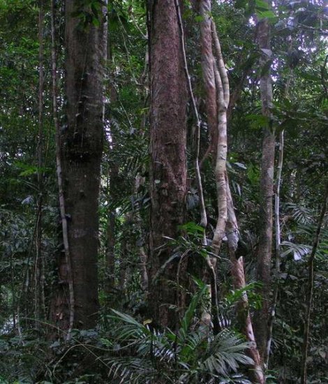 Curriculum Design & Instruction To Teach About Rain Forest