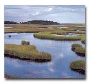 Curriculum Design & Instruction To Teach About Wetlands