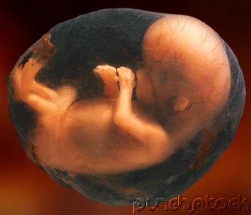 Human Development - Prenatal & Neonatal Periods