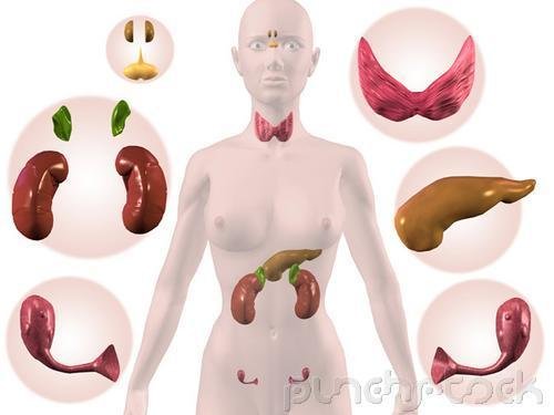 Human Sexuality - Sex Hormones & The Menstrual Cycle