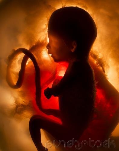 Human Sexuality - Sex & Evolution