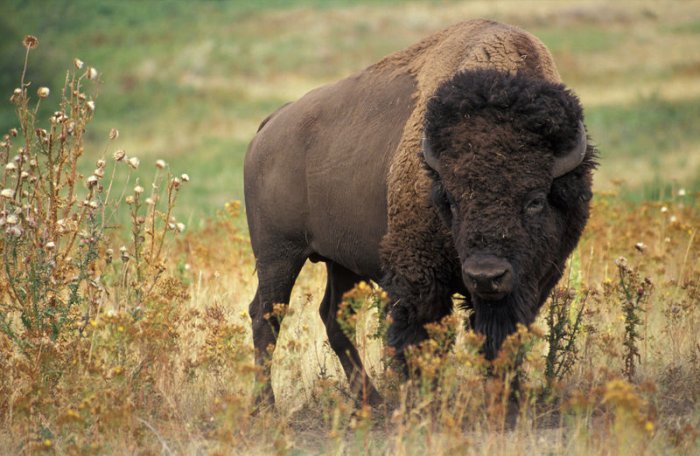 The Stories Of The Heroes Of The Native Americans