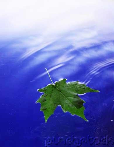 The Nature Of Philosophy - Philosophy & The Special Sciences
