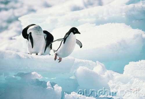 Behavior & The Future - Animal Behavior - Adaptations For Survival