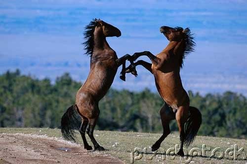 How Animals Survive - The Dynamic Animal - The Body In Motion
