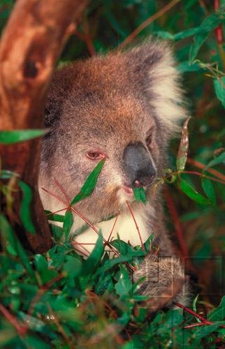 How Animals Survive - Animal Nutrition & Digestion - Energy & Materials For Every Cell