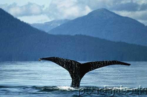 How Animals Survive - An Introduction To How Animals Function